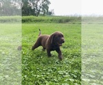 Small Photo #14 Labrador Retriever Puppy For Sale in SWANTON, MD, USA