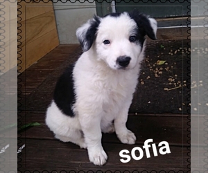 Border Collie Puppy for sale in SPLIT ROCK, WI, USA