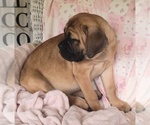Abby - Female Cane Corso Puppy for Sale - Photo #6