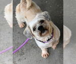 Small #2 Shih Tzu