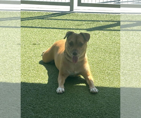 Medium Photo #7 American Pit Bull Terrier-Chihuahua Mix Puppy For Sale in Oak Bluffs, MA, USA