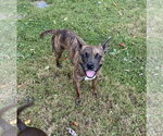 Sissy - ADOPTION PENDING!! - Female Mutt Dog for Adoption - Small photo