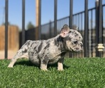 Small #23 French Bulldog