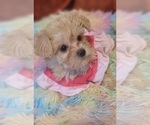 Small #4 Yorkshire Terrier