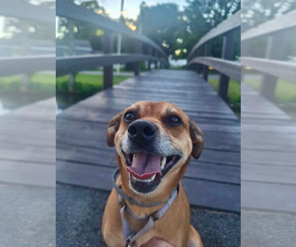 Medium Photo #19 Puggle Puppy For Sale in Gloversville, NY, USA