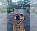 Small #18 Puggle