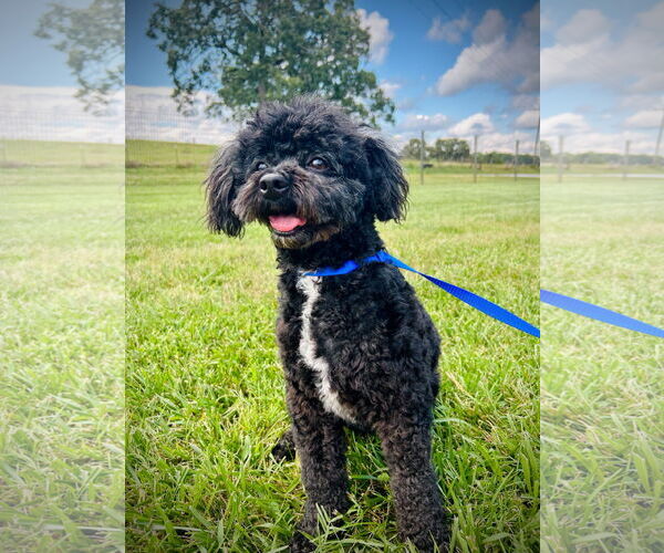 Medium Photo #2 Shih Tzu Puppy For Sale in Pacolet, SC, USA