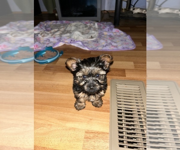Medium Photo #2 Yorkshire Terrier Puppy For Sale in RUSSELLVILLE, AR, USA