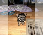 Small Photo #2 Yorkshire Terrier Puppy For Sale in RUSSELLVILLE, AR, USA