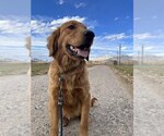 Small #17 Golden Retriever