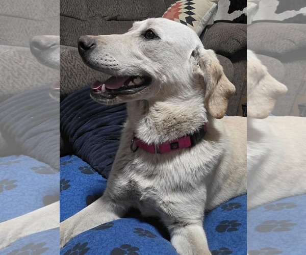 Medium Photo #2 Labrador Retriever-Unknown Mix Puppy For Sale in Minneapolis, MN, USA