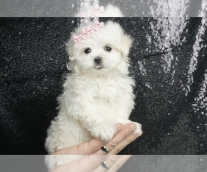Maltese Puppy for sale in WARSAW, IN, USA