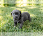 Small #3 Cane Corso