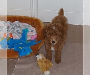 Father of the Poodle (Standard) puppies born on 11/29/2024