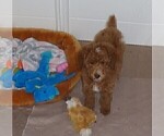 Small Photo #1 Poodle (Standard) Puppy For Sale in HOWE, ID, USA