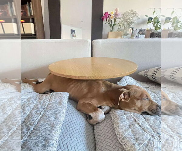 Medium Photo #15 Mutt Puppy For Sale in pomfret, CT, USA