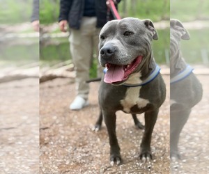 Mutt Dogs for adoption in Hinton, WV, USA