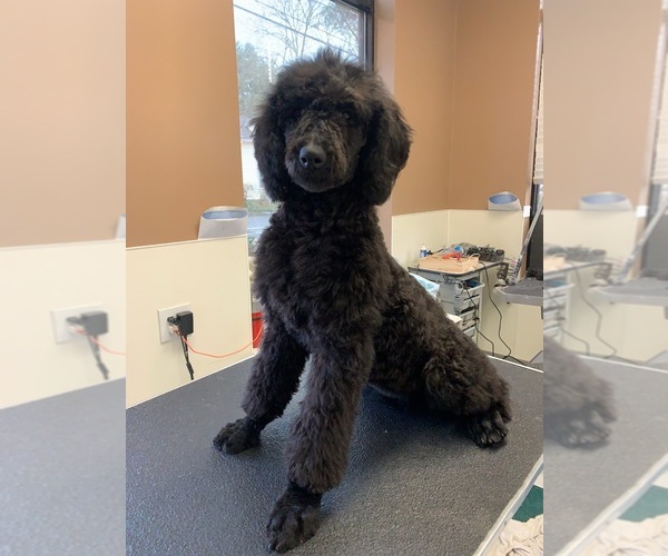 Medium Photo #1 Poodle (Standard) Puppy For Sale in WILSONVILLE, OR, USA