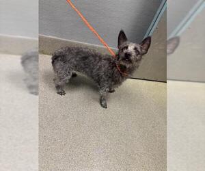 Shih Tzu-Unknown Mix Dogs for adoption in Las Vegas, NV, USA