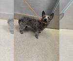 Small Shih Tzu Mix