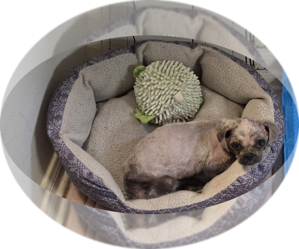 Medium Photo #2 Pug-Unknown Mix Puppy For Sale in Spring, TX, USA