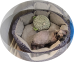 Small #1 Pug Mix