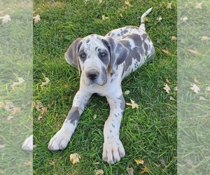 Great Dane Puppy for sale in TREMONTON, UT, USA