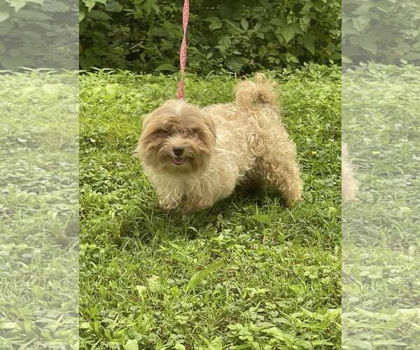 Medium Photo #5 Havanese Puppy For Sale in HOPKINSVILLE/PRINCETON, KY, NH, USA