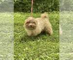 Small #4 Havanese