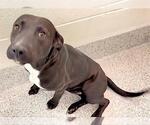 Small #1 Labrador Retriever-Staffordshire Bull Terrier Mix