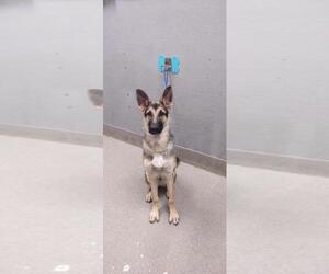 German Shepherd Dog-Unknown Mix Dogs for adoption in Las Vegas, NV, USA