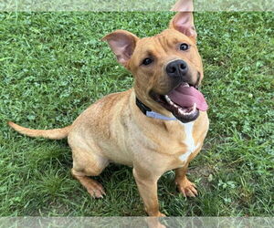 American Pit Bull Terrier-Labrador Retriever Mix Dogs for adoption in Millersville, MD, USA
