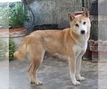 Small Photo #1 Shiba Inu Puppy For Sale in CHARLES CITY, IA, USA