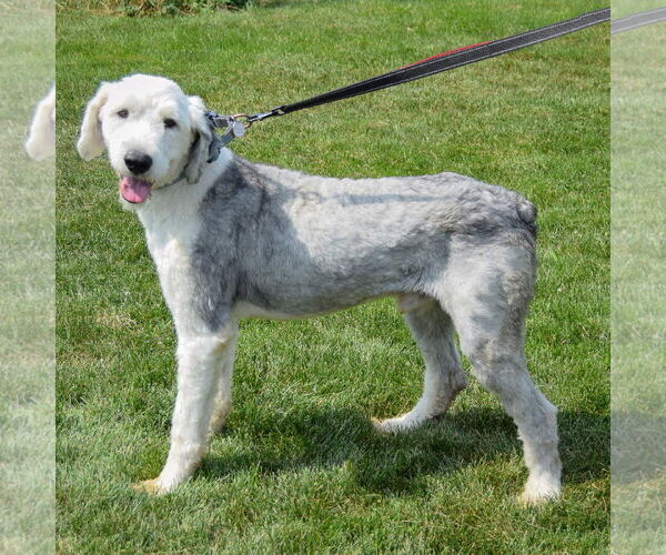 Medium Photo #2 Mutt Puppy For Sale in Huntley, IL, USA