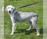 Small #1 Mutt