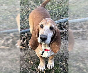 Basset Hound Dogs for adoption in Deepwater, NJ, USA