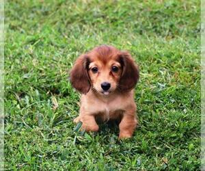 Dachshund Puppy for sale in ORO VALLEY, AZ, USA