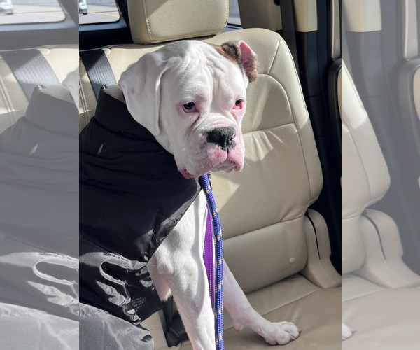 Medium Photo #2 Boxer Puppy For Sale in Burnsville, MN, USA