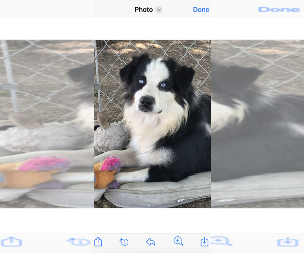 Medium Photo #1 Australian Shepherd Puppy For Sale in COULTERVILLE, CA, USA