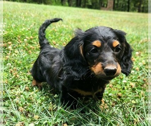 Dachshund Puppy for sale in GALENA, KS, USA