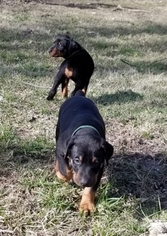 Doberman Pinscher Puppy for sale in NEW CASTLE, IN, USA