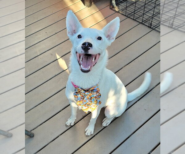 Medium Photo #1 Mutt Puppy For Sale in Sandy, UT, USA