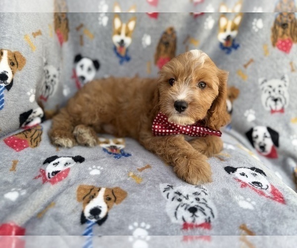 Medium Photo #8 Cavapoo (Miniature) Puppy For Sale in LAKELAND, FL, USA