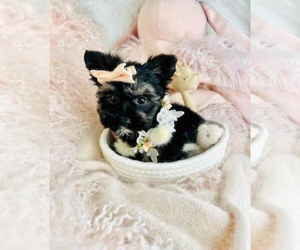 Medium Photo #17 Biewer Terrier Puppy For Sale in MIAMI BEACH, FL, USA