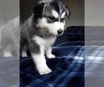 Small Photo #1 Wolf Hybrid Puppy For Sale in BYBEE, TN, USA