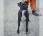 Small #4 Boxer