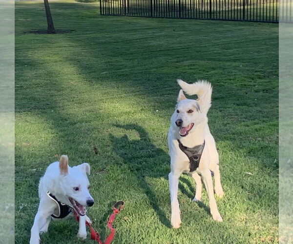 Medium Photo #2 Mutt Puppy For Sale in Dana Point, CA, USA