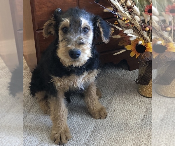 Medium Photo #3 Airedale Terrier Puppy For Sale in KIMBERLY, ID, USA