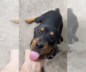 Rottweiler Dogs for adoption in Hillsboro, NH, USA