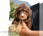 Small #1 Bernedoodle (Miniature)